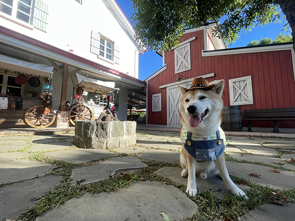 petsyoyo寵物新聞媒體平台 三芝淺水灣寵物友善餐廳 牛仔莊園美式餐廳 牛仔莊園美式餐廳 比比的祕密花園