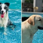 petsyoyo寵遊網-樂吧溪畔莊園-2024春季-狗聚