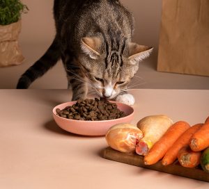寵物知識 寵物所必需的六大類營養素