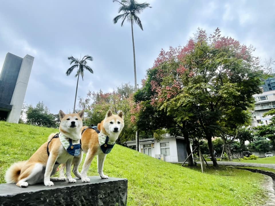 美嘉美大飯店 宜蘭礁溪寵物友善住宿 比比的秘密花園