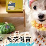 Dr.MAO 毛孩健寶 寵物益生菌 跟著鹿比與嚕咪一起看世界 寵物健康 寵好物
