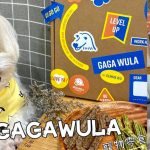 天然原肉寵物零食 GAGAWULA 跟著鹿比與嚕咪一起看世界 寵物健康 寵好物