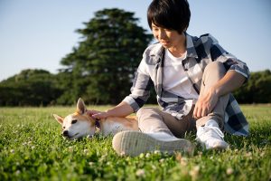 夏日除蚤大作戰