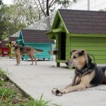 全國首創遊蕩犬暫置區「毛孩森活村」 台南市盼成為浪犬暫置友善場域 寵物新聞
