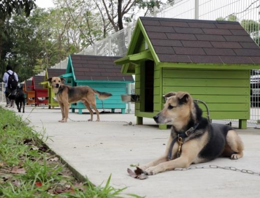 全國首創遊蕩犬暫置區「毛孩森活村」 台南市盼成為浪犬暫置友善場域 寵物新聞