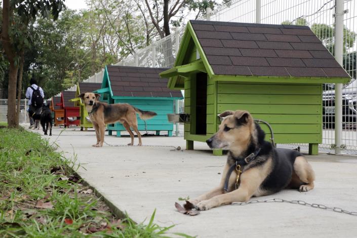 全國首創遊蕩犬暫置區「毛孩森活村」 台南市盼成為浪犬暫置友善場域 寵物新聞