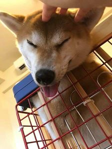 寵物友善餐廳懶人包 Yu Ching部落客