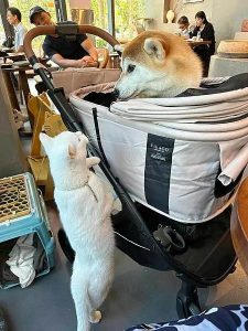 Takeout burger & cafe 內湖店 台北內湖寵物友善餐廳 Yu Ching