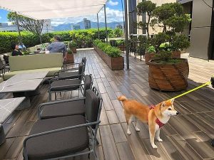 The Tavernist 台北大安寵物友善餐廳 Yu Ching部落客