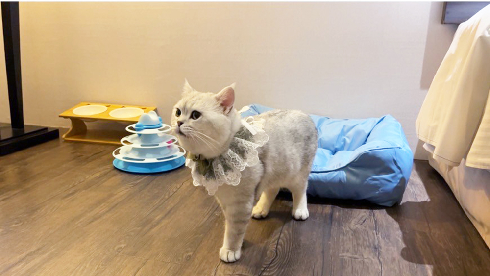 桃園蜜月世紀大飯店 桃園寵物友善住宿