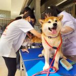 寵物新聞 女子棄養16隻柴犬