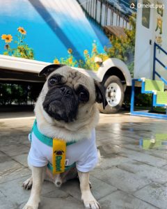 歐鄉莊園商旅 彰化員林寵物友善露營