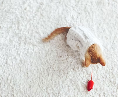 Hotel Mr.Mantter 曼特先生 台中中區寵物友善住宿