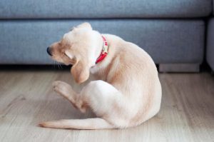 寵物知識 寵物食品 讓毛孩遠離過敏的超級食物 趕食髦