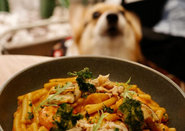 BUGSU-Café峇粟咖啡 台南市東區寵物友善餐廳