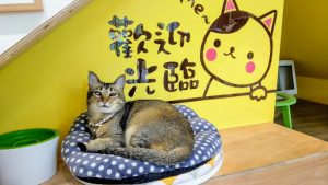 桃園寵物餐廳-毛來了 FURRY FURRY 寵物餐廳