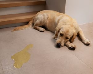 除臭大解密 沛力淨 寵物知識 寵好物