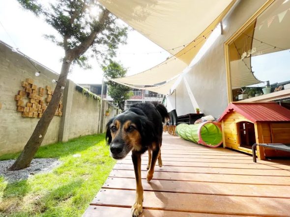 攜旺咖啡浪浪中途學校 台中市北屯寵物友善餐廳