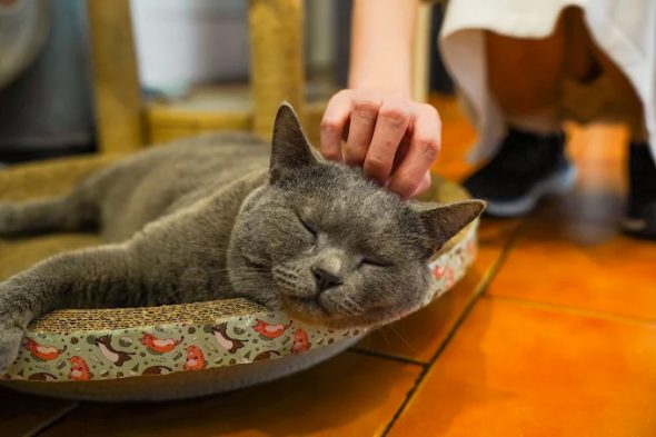 波吉BoGi 台南東區寵物友善餐廳