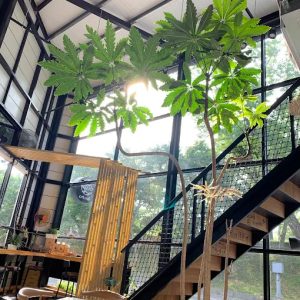 CM-CAFÉ小餐館 宜蘭市寵物友善餐廳