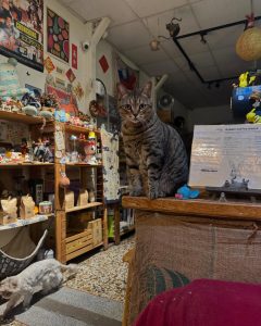 兔子の窩 Coffee House 雲林虎尾寵物友善餐廳