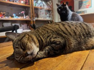 兔子の窩 Coffee House 雲林虎尾寵物友善餐廳