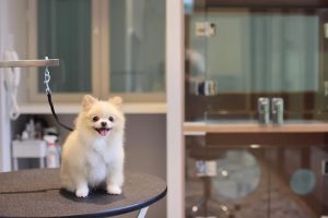 Dogether Hotel 多野樂旅館 高雄楠梓寵物友善住宿