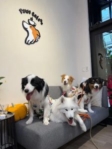 PawsCafe寵物友善餐廳 新北新莊寵物友善餐廳