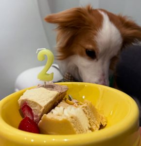 PawsCafe寵物友善餐廳 新北新莊寵物友善餐廳