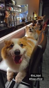 TMJ_TAIPEI 台北大安寵物友善餐廳
