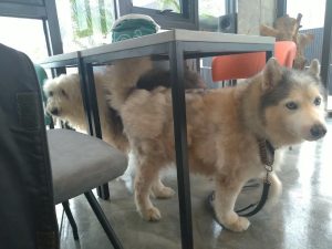 吸貓咖啡館 宜蘭礁溪寵物友善餐廳