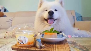 小犬故事 宜蘭寵物服務 寵物訓練