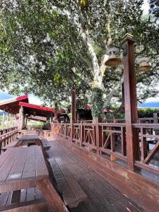 慈園樂活文創園區 雲林古坑寵物友善餐廳