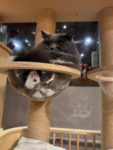 肉球森林 台北市中正區寵物友善餐廳