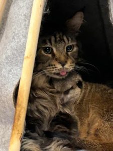 肉球森林 台北市中正區寵物友善餐廳