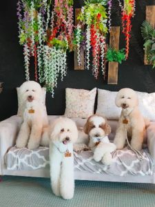 芒草Café 宜蘭壯圍寵物友善餐廳