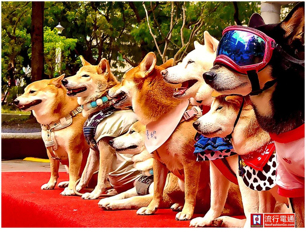 2025第三屆公益寵遊會-毛孩FUN閃曬幸福 寵物活動 寵物市集 寵物新聞