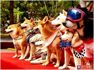 2025第三屆公益寵遊會-毛孩FUN閃曬幸福 寵物活動 寵物市集 寵物新聞