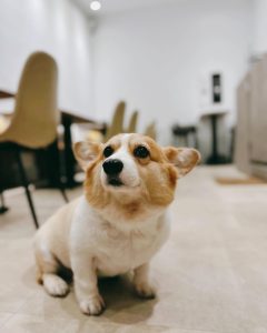 CHILL Brunch雀兒早午餐 新北三重寵物友善餐廳