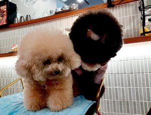 Chef & Co. 新北三重寵物友善餐廳