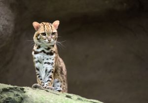 2026 PetZoo 櫻花市集-毛孩走春公益生活節 寵物市集 野生動物救援課程
