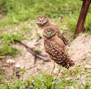 2026 PetZoo 櫻花市集-毛孩走春公益生活節 寵物市集 野生動物救援課程