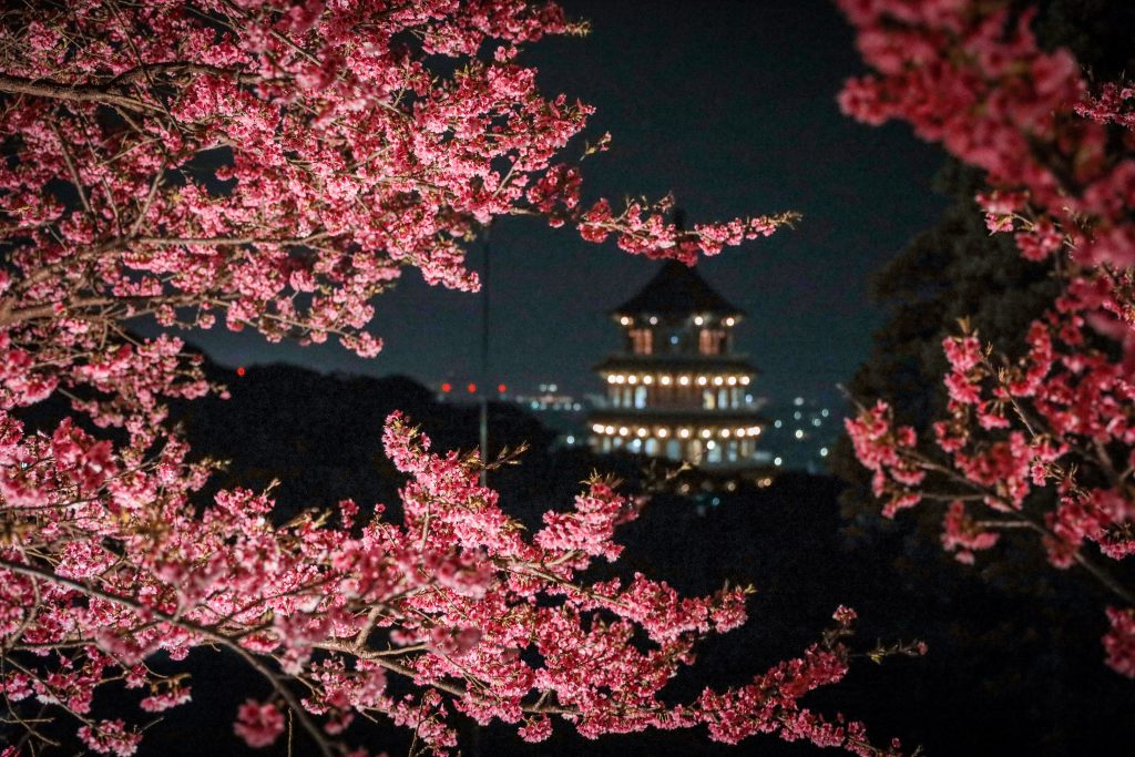 2026淡水天元宮夜櫻賞燈開跑 走進幾米的奇幻世界 寵物新聞 寵物活動