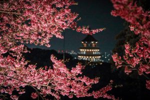 2026淡水天元宮夜櫻賞燈開跑 走進幾米的奇幻世界 寵物新聞 寵物活動