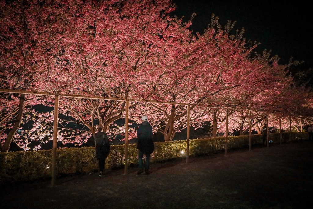 2026淡水天元宮夜櫻賞燈開跑 走進幾米的奇幻世界 寵物新聞 寵物活動