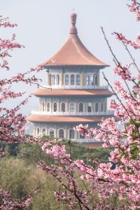 2026淡水天元宮夜櫻賞燈開跑 走進幾米的奇幻世界 寵物新聞 寵物活動