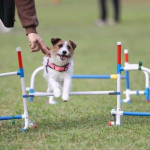2026 PetZoo 櫻花市集-毛孩走春公益生活節 敏捷犬寵物公益講座 寵物市集