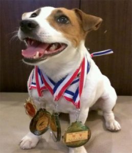 2026 PetZoo 櫻花市集-毛孩走春公益生活節 敏捷犬寵物公益講座 寵物市集