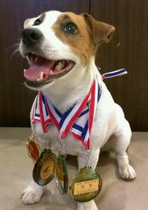 2026 PetZoo 櫻花市集-毛孩走春公益生活節 敏捷犬寵物公益講座 寵物市集