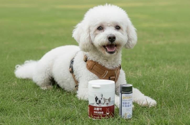 測＋補雙守護：高齡犬貓泌尿道保健 毛孩寶寵物保健 寵物知識 寵物健康